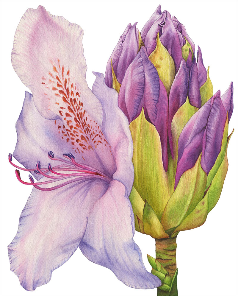 Rhododendron-Blüte. Blüten, Knospen und Stiel. Umsetzung in Aquarell