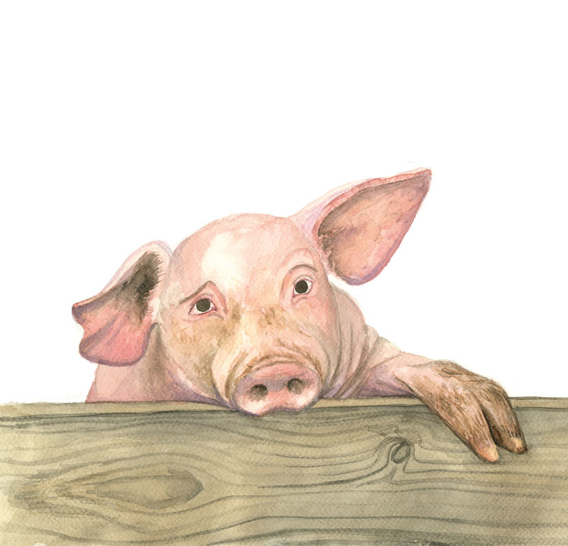 Zeichnung in Aquarell für das Buch Die Bremer Stadtmusikanten, Schwein hängt halb am und über den Zaun und schaut den Betrachter an.