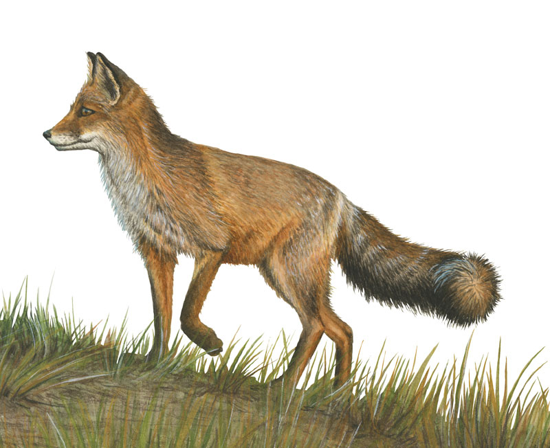 Zeichnung in Aquarell, Fuchs laeuft auf einer Wiese, Herbststimmung