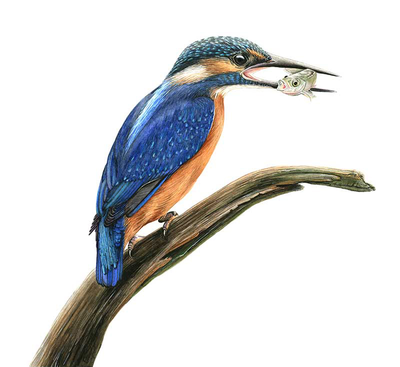 Zeichnung in Aquarell, ein Eisvogel sitzt auf einem Ast und hat einen Fisch im Schnabel