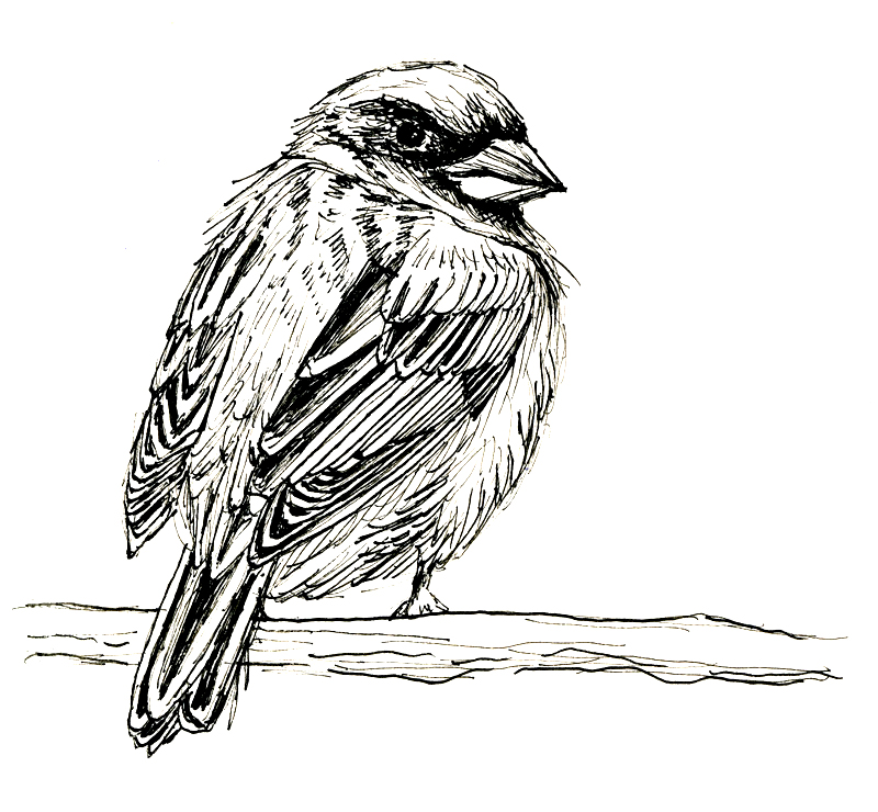 Sperling, Berliner Spatz