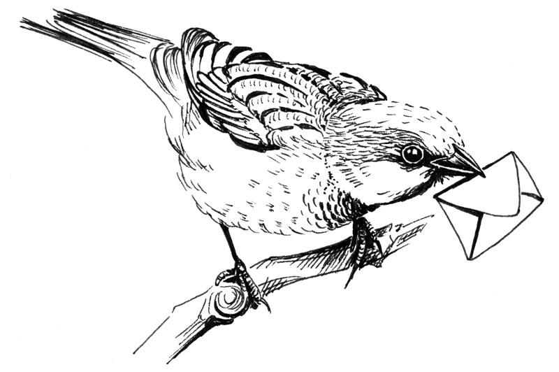 Spatz von Mary Adler