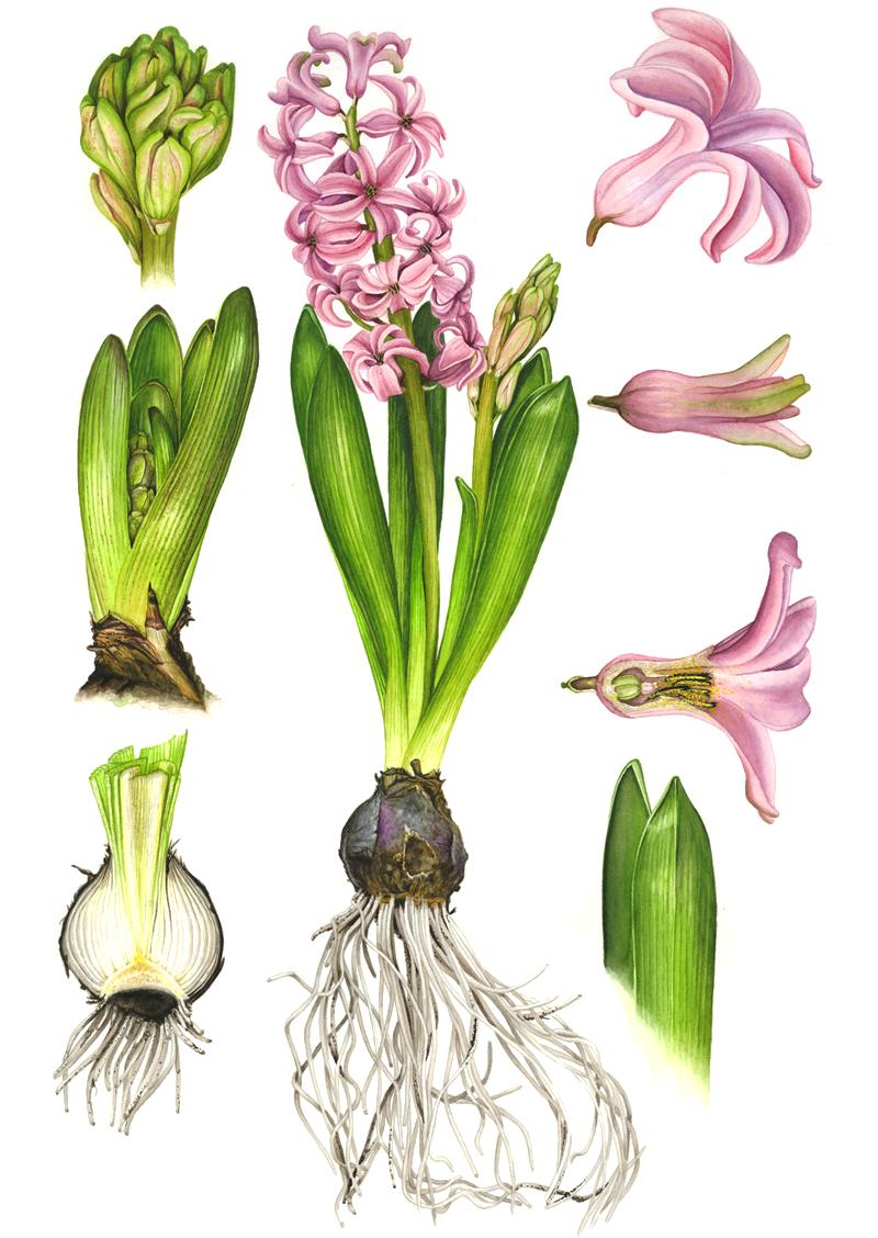 Frühblüher Hyazinthe, Botanische Studie, Zeichnung in Aquarell