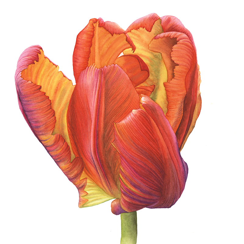 Frühblüher Tulpe, Zeichnung in Aquarell