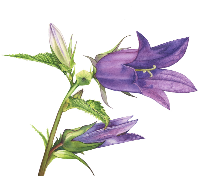 erblühte Glockenblume in violet mit Stiel und Ansatz von Blättern, botanische Zeichnung in Aquarell. Verschiedene Knospenstadien.