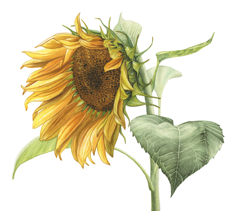 erblühte Sonnenblume im halbseitlichen Potrait mit Stiel und Ansatz von Blättern, botanische Zeichnung in Aquarell.