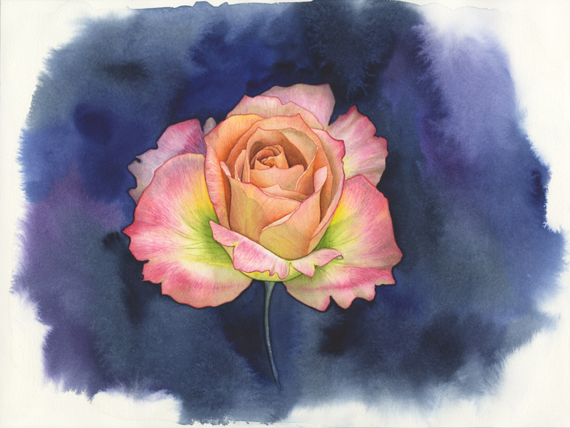 Eine in voller Pracht erblühte Rose mit Blütenblättern in apricot, orange bis gelbgrün und pink auf blau-violettem Hintergrund. Botanische Zeichnung in Aquarell.