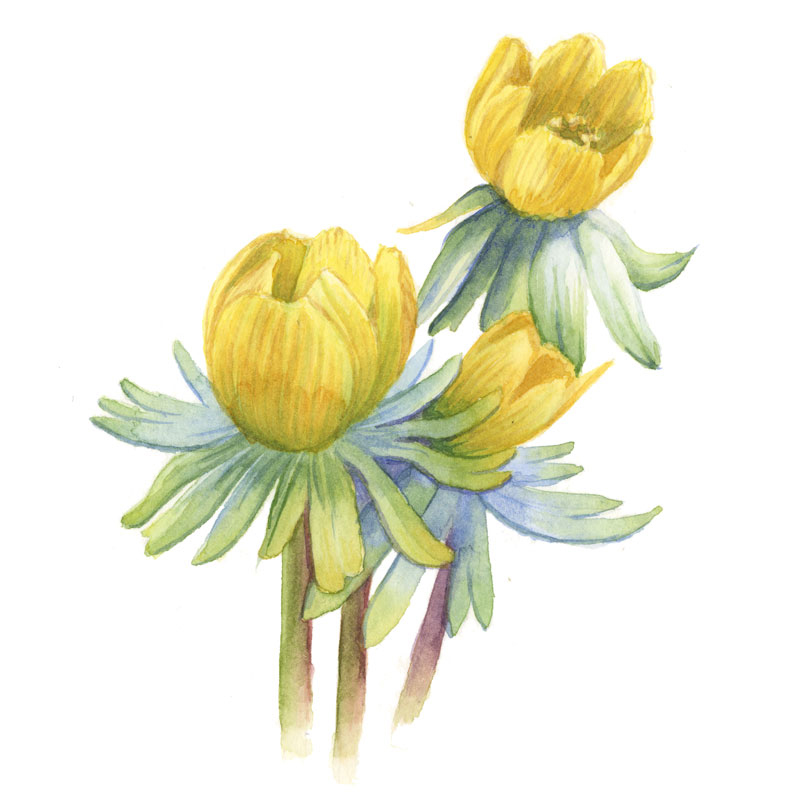 Winter Blüte im Februar, Winterling, Winter Aconite, Zeichnung in Aquarell