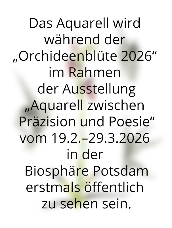 Orchidee, Serapias vomeracea, Pflugschar-Zungenstendel, Zeichnung in Aquarell und Bleistift, Graphit