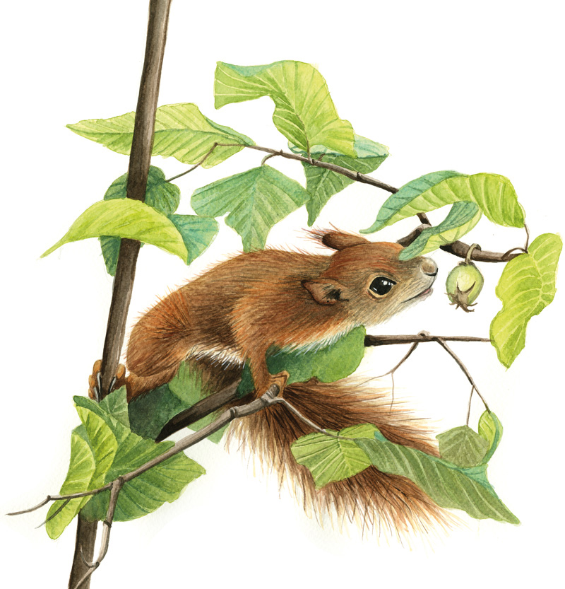 Zeichnung in Aquarell für das Buch Die Bremer Stadtmusikanten, Eichhörnchen im Zweig mit grünen Blättern zur Baumfrucht geneigt