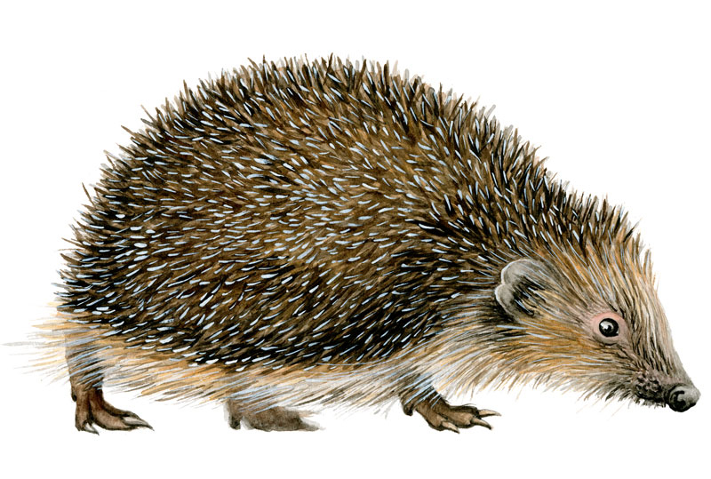 Zeichnung in Aquarell für das Buch Zwischenzeit, Igel Lurke in Seitenansicht.