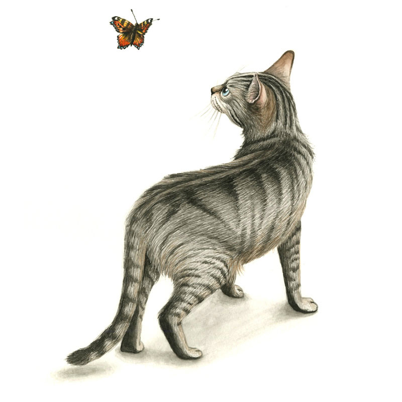 Zeichnung in Aquarell, grau getigerter Kater mit dem Rücken zugewandt steht auf hellem Grund und blickt nach links oben zum Schmetterling