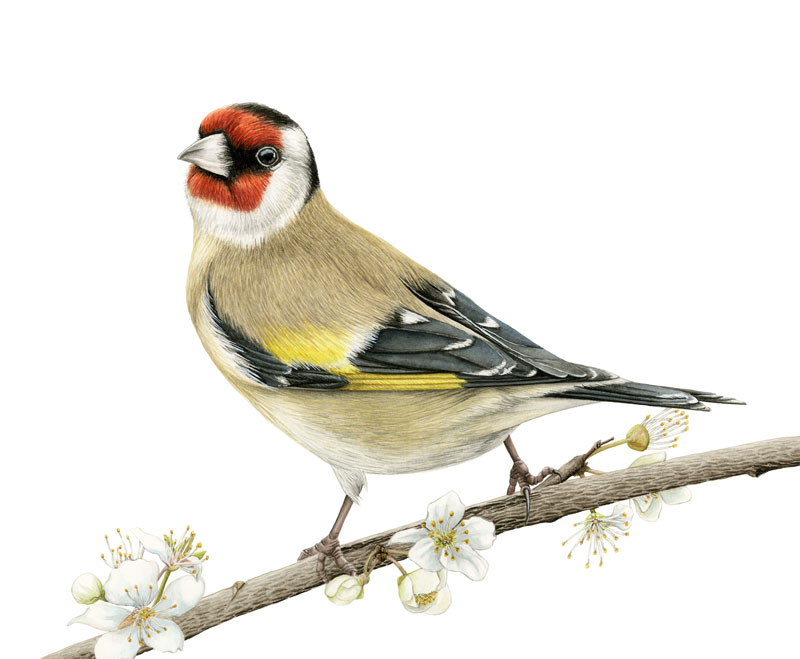 Zeichnung in Aquarell, ein Stieglitz sitzt auf einem Ast mit weißen Blüten