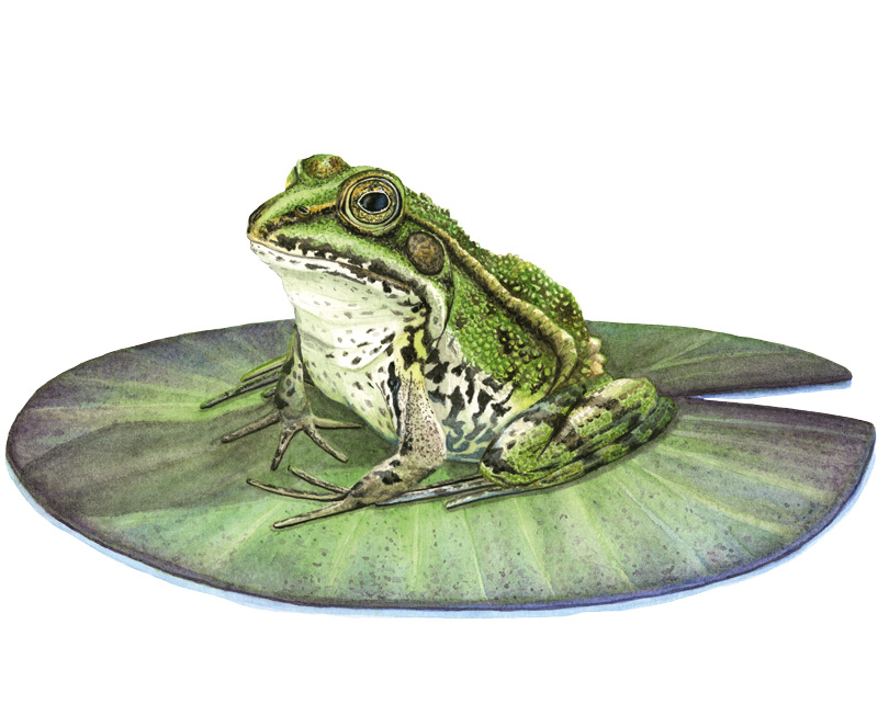 Zeichnung in Aquarell, Wasserfrosch sitzt auf Seerosenblatt