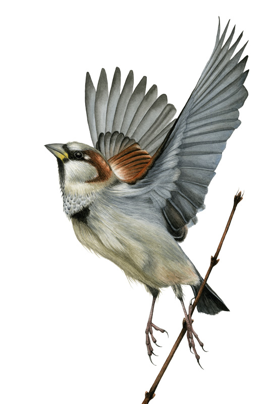 Zeichnung in Aquarell, Sperling startet vom Ast in den Flug