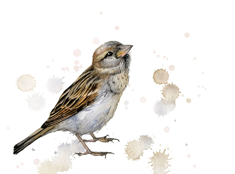 Zeichnung in Aquarell, Spatz schaut frech auf.