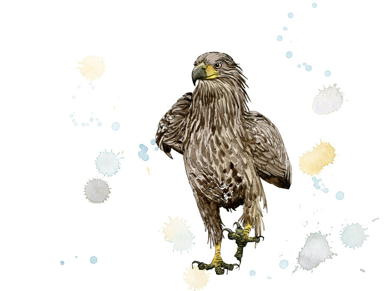 Zeichnung in Aquarell, Adler stolziert.