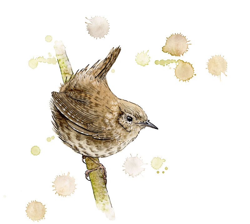 Zeichnung in Aquarell, Zaunkönig sitzt miesepetrig auf einem Ast.