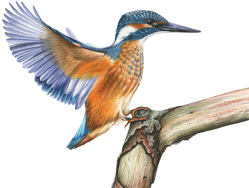 Zeichnung in Aquarell, ein Eisvogel im Anflug auf einen Ast.